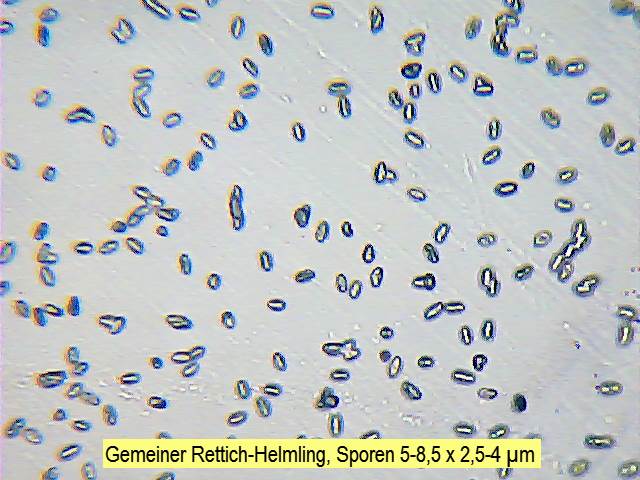 Sporen Gemeiner Rettich-Helmling